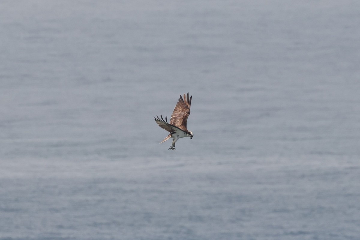 Osprey - Michael Gallo