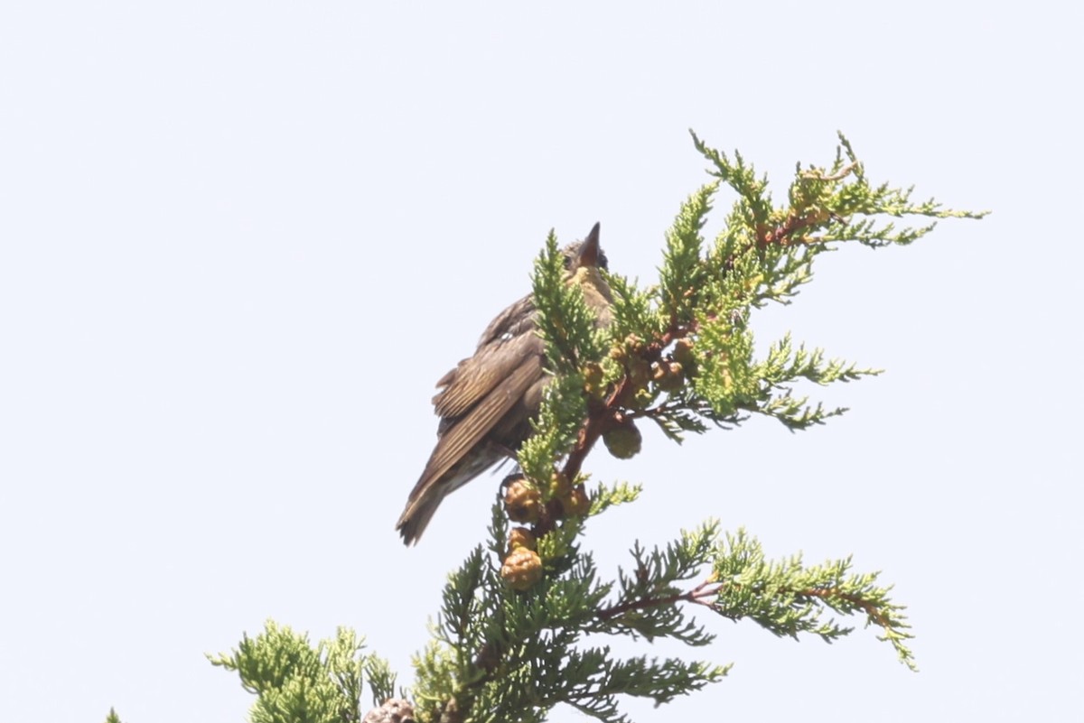 Northern Flicker - Michael Gallo