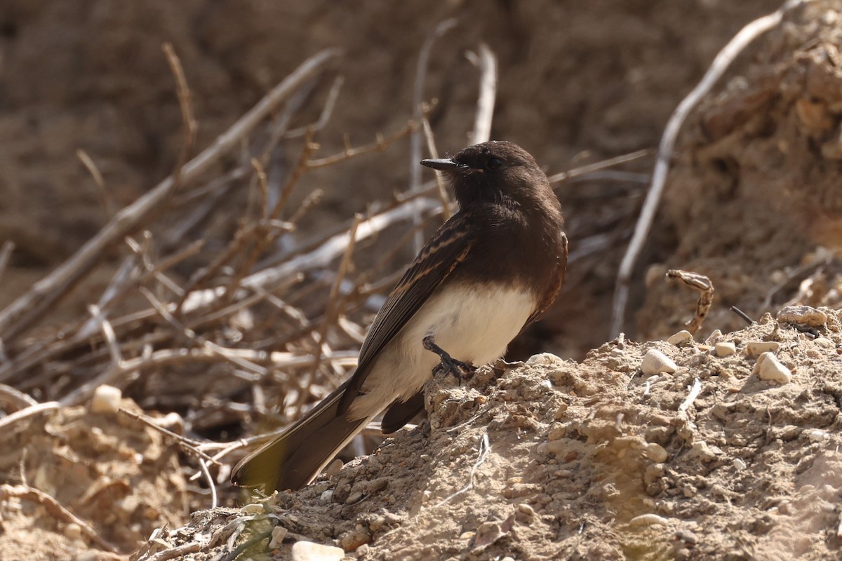 Black Phoebe - ML612247224