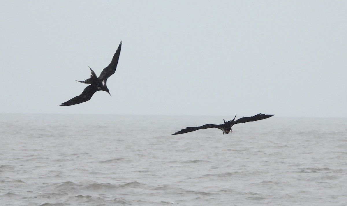 Lesser Frigatebird - Adrian Walsh