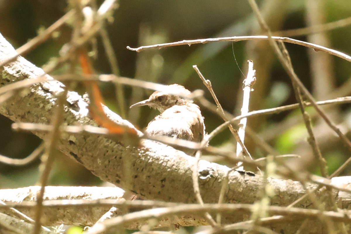 Bewick's Wren - Michael Gallo