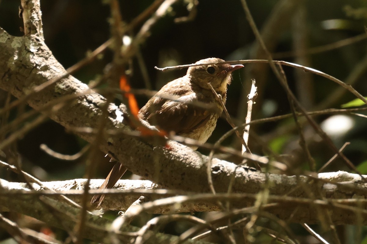 Swainson's Thrush - ML612247240