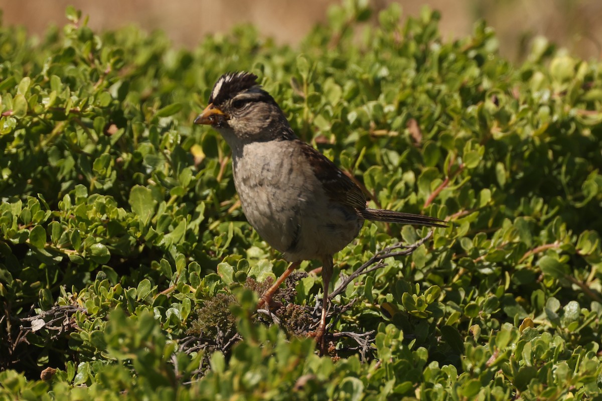 White-crowned Sparrow - Michael Gallo
