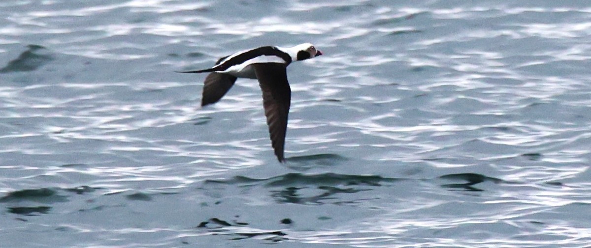 Long-tailed Duck - ML612247253