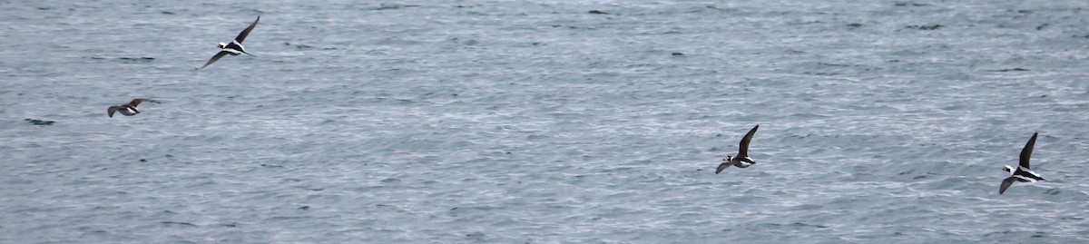 Long-tailed Duck - ML612247255