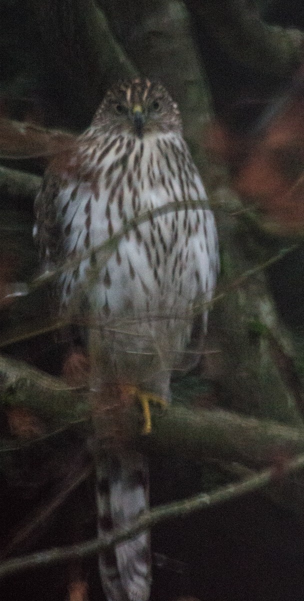 Cooper's Hawk - ML612247289