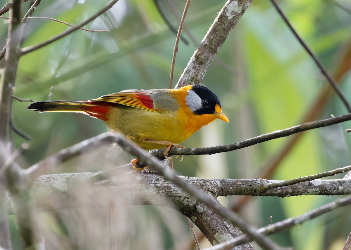 Leiótrix Cariblanco (grupo argentauris) - ML612247320