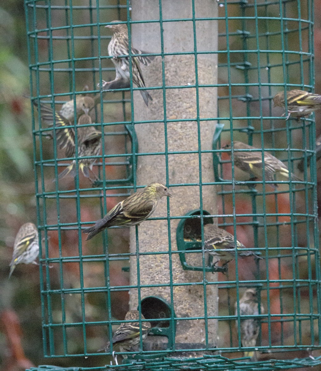 American Goldfinch - ML612247371