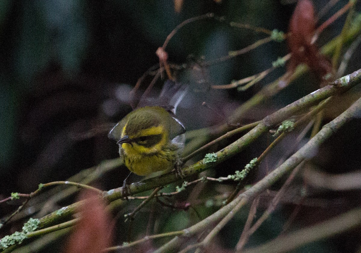 Townsend's Warbler - ML612247440