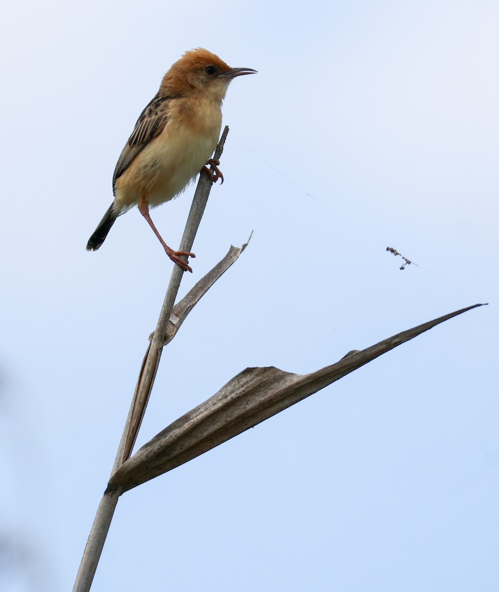 Cisticole à couronne dorée - ML612247516