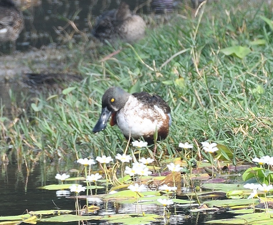 Northern Shoveler - ML612247554