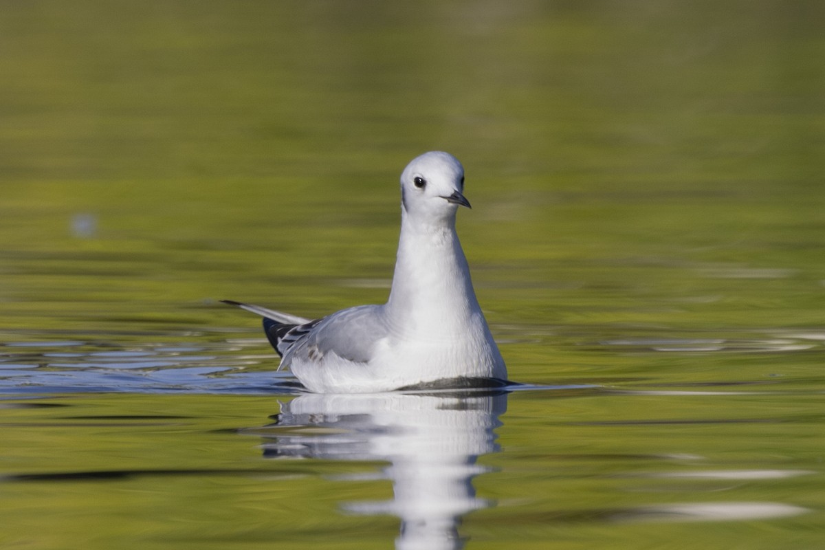 Bonaparte's Gull - ML612247640