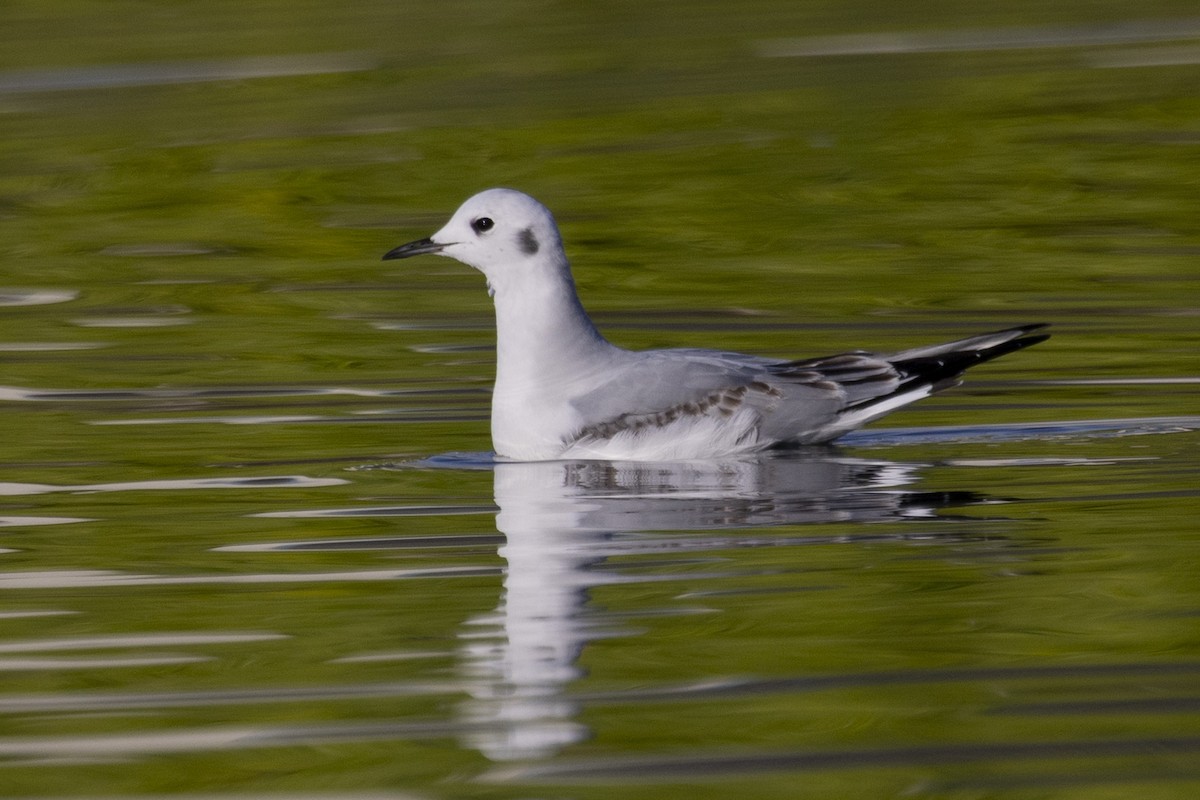 Bonaparte's Gull - Loni Ye