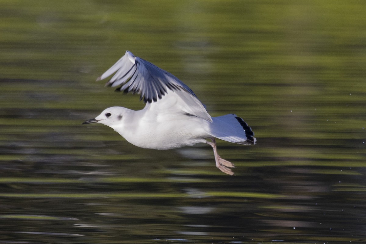 Bonaparte's Gull - Loni Ye