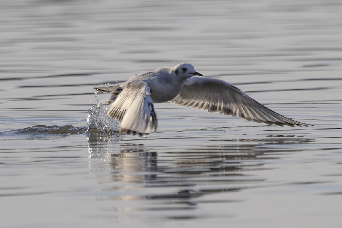 Bonaparte's Gull - Loni Ye