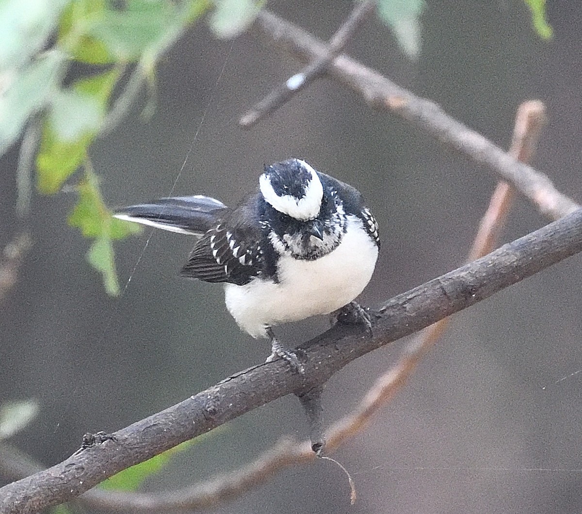 White-browed Fantail - ML612247663