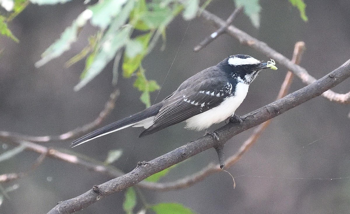 White-browed Fantail - ML612247664