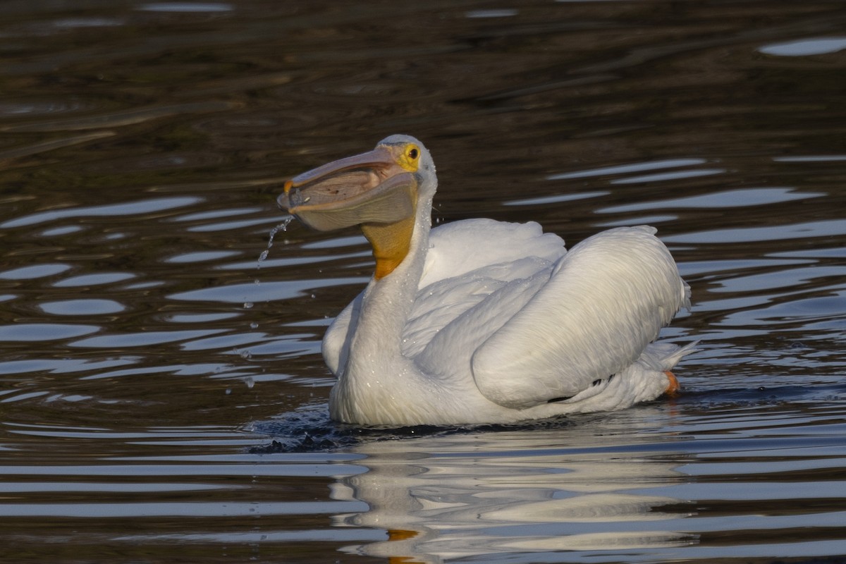 American White Pelican - ML612247678