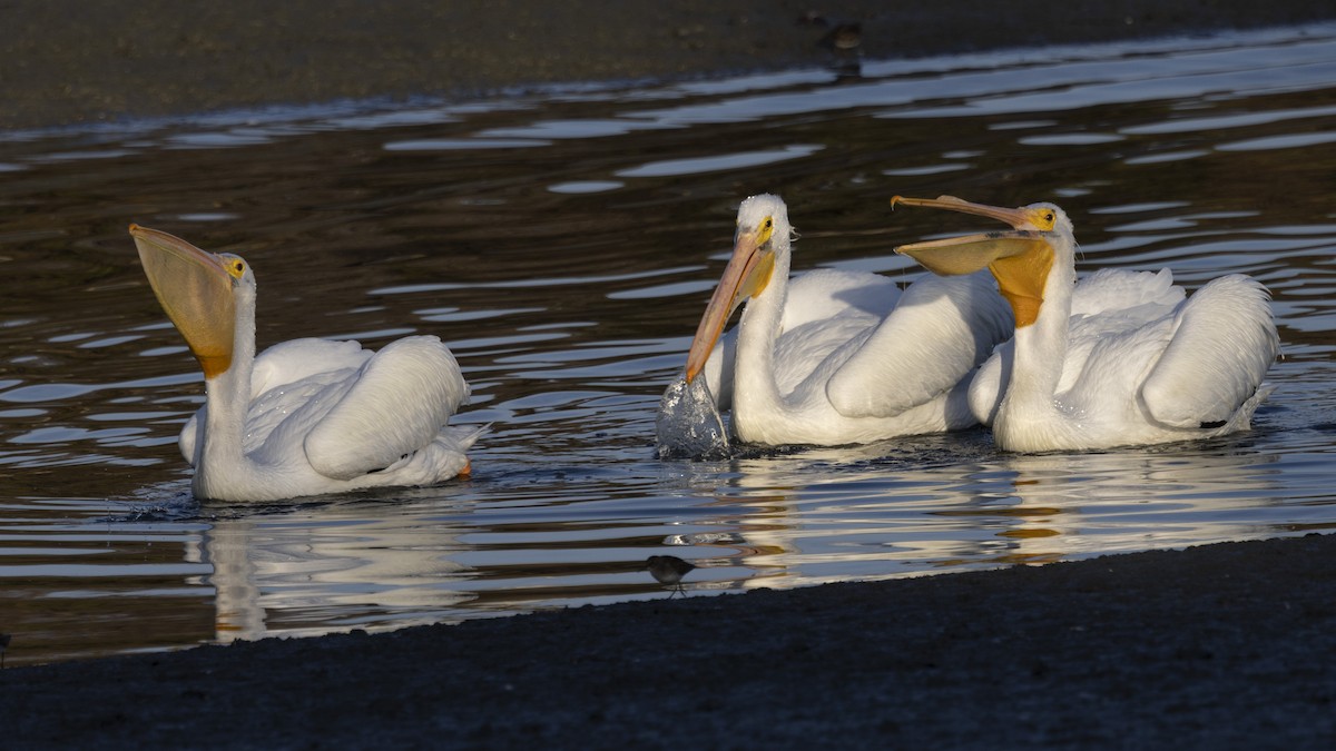 American White Pelican - ML612247679