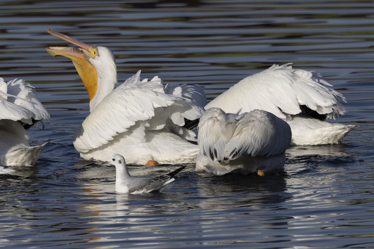 American White Pelican - ML612247684