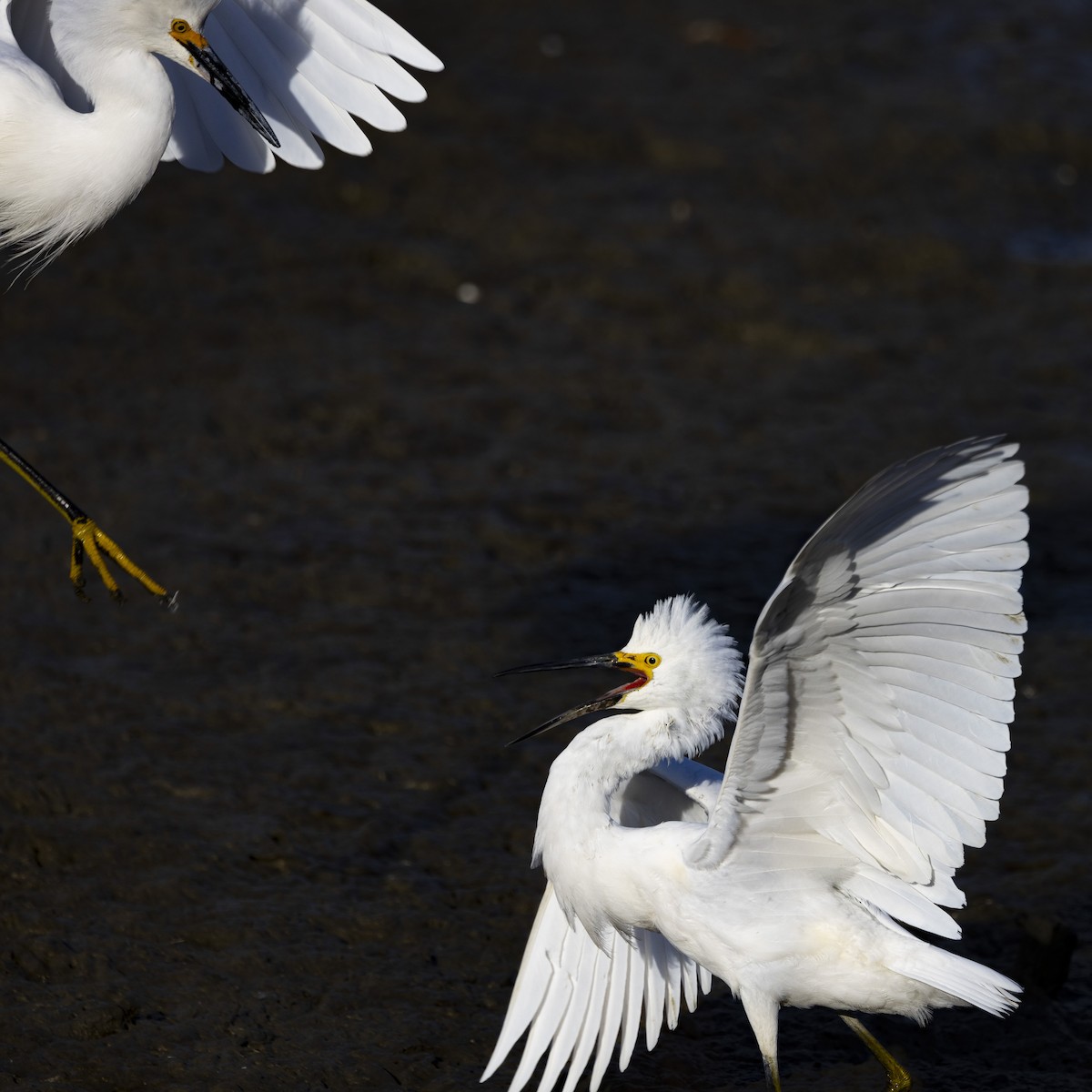 Snowy Egret - ML612247700