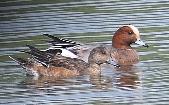 Eurasian Wigeon - ML612247719