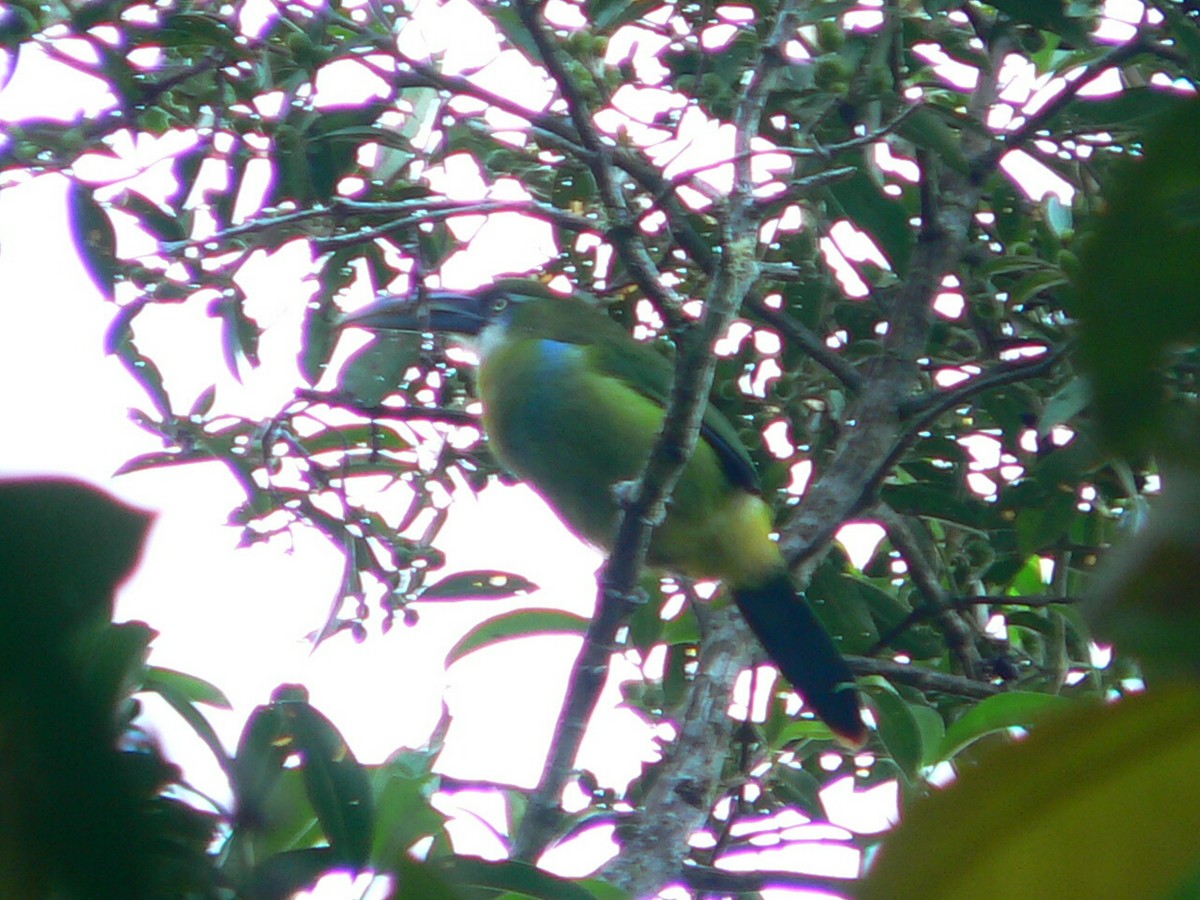Blue-banded Toucanet - ML612247746