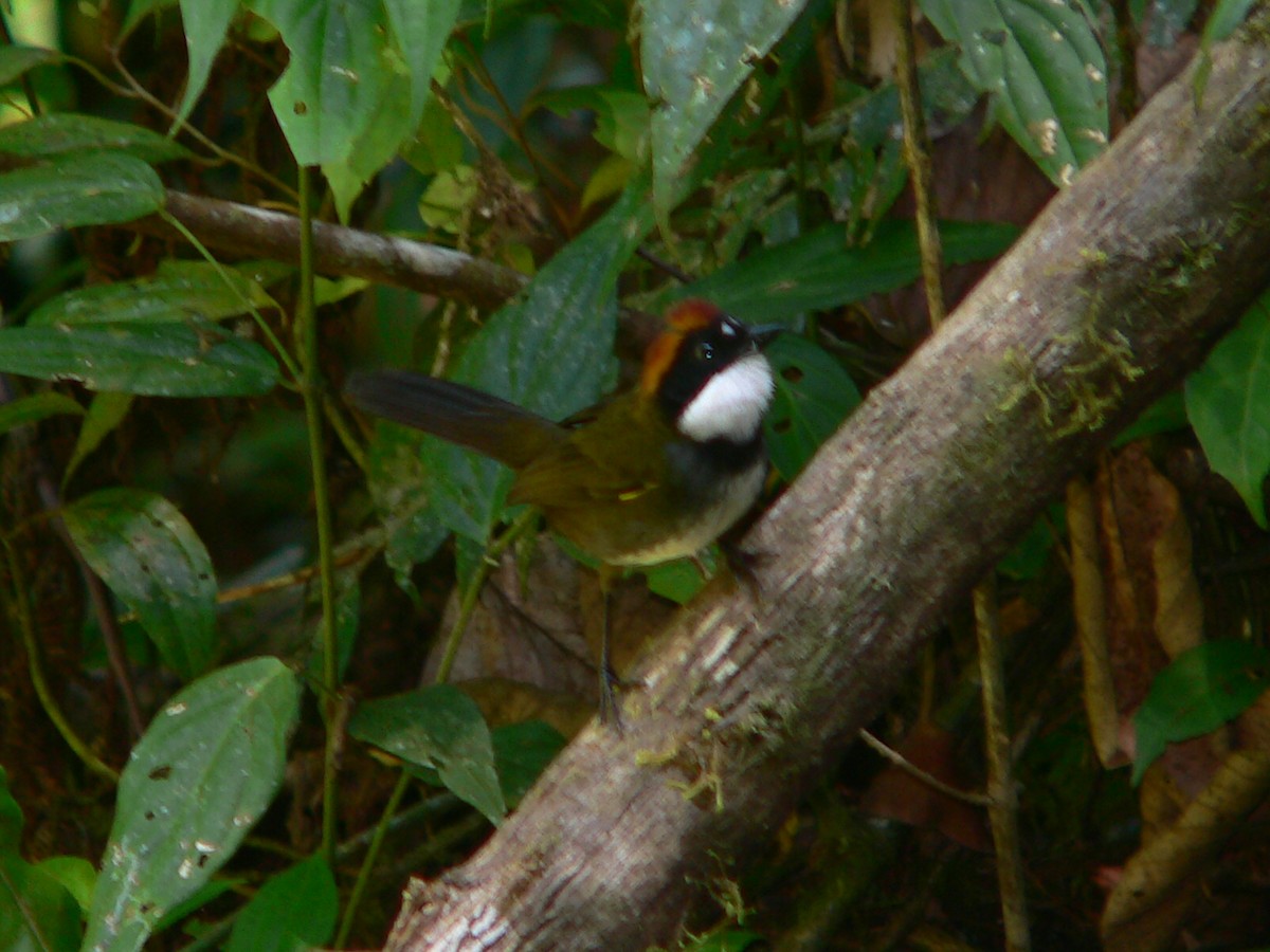 Chestnut-capped Brushfinch - Charley Hesse TROPICAL BIRDING