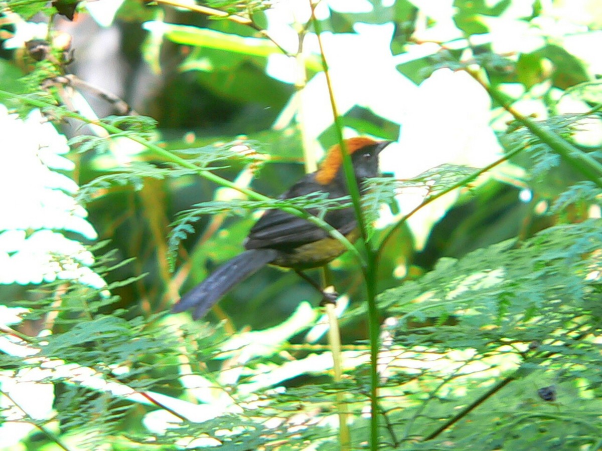 Black-faced Brushfinch - ML612247784
