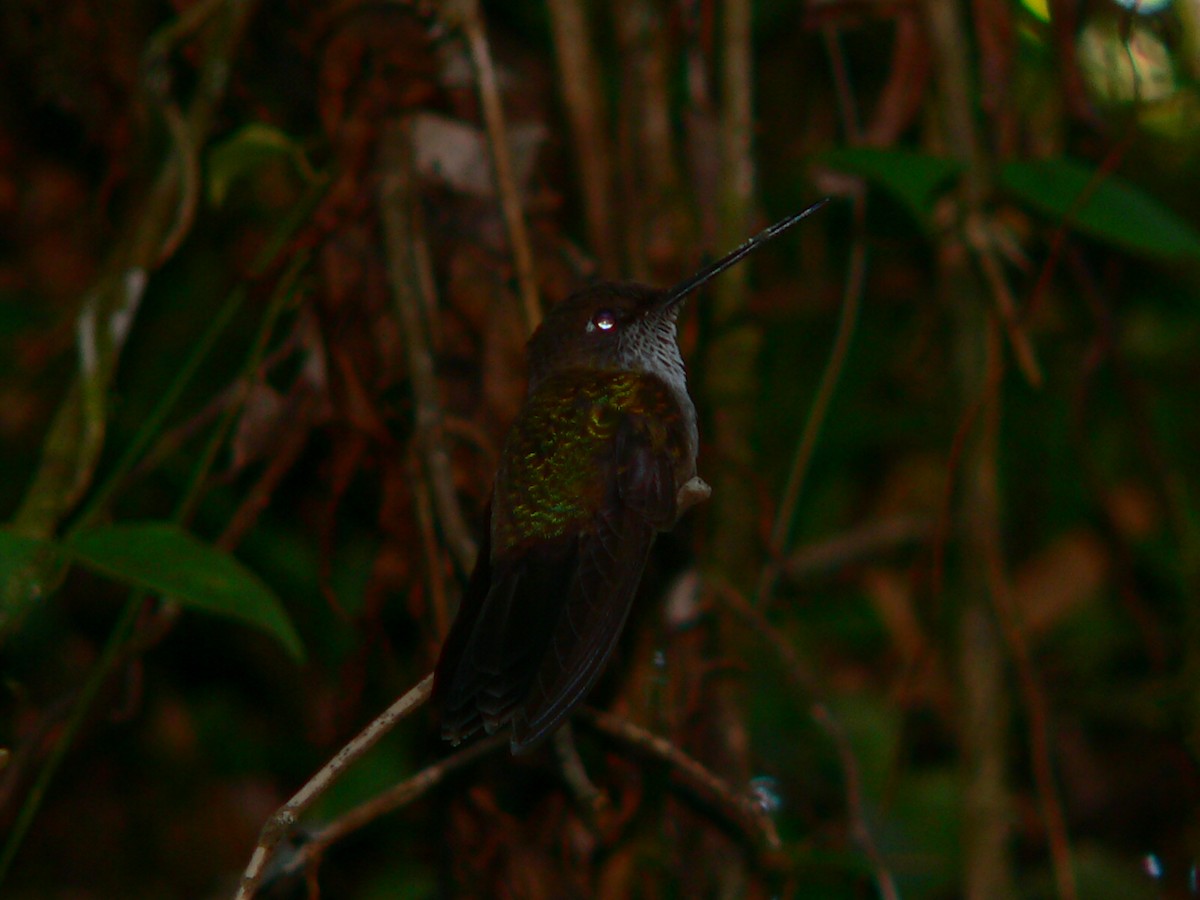 Many-spotted Hummingbird - Charley Hesse TROPICAL BIRDING