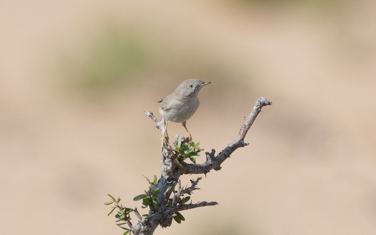 Asian Desert Warbler - ML612247791