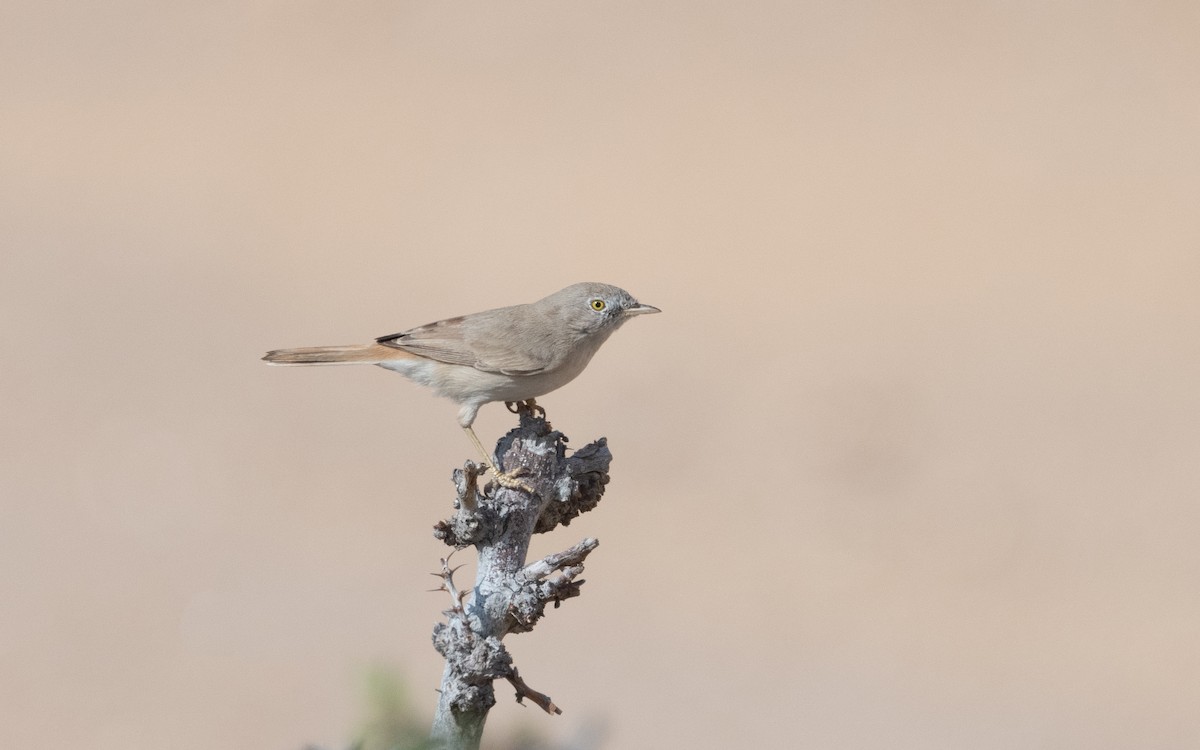 Asian Desert Warbler - ML612247792