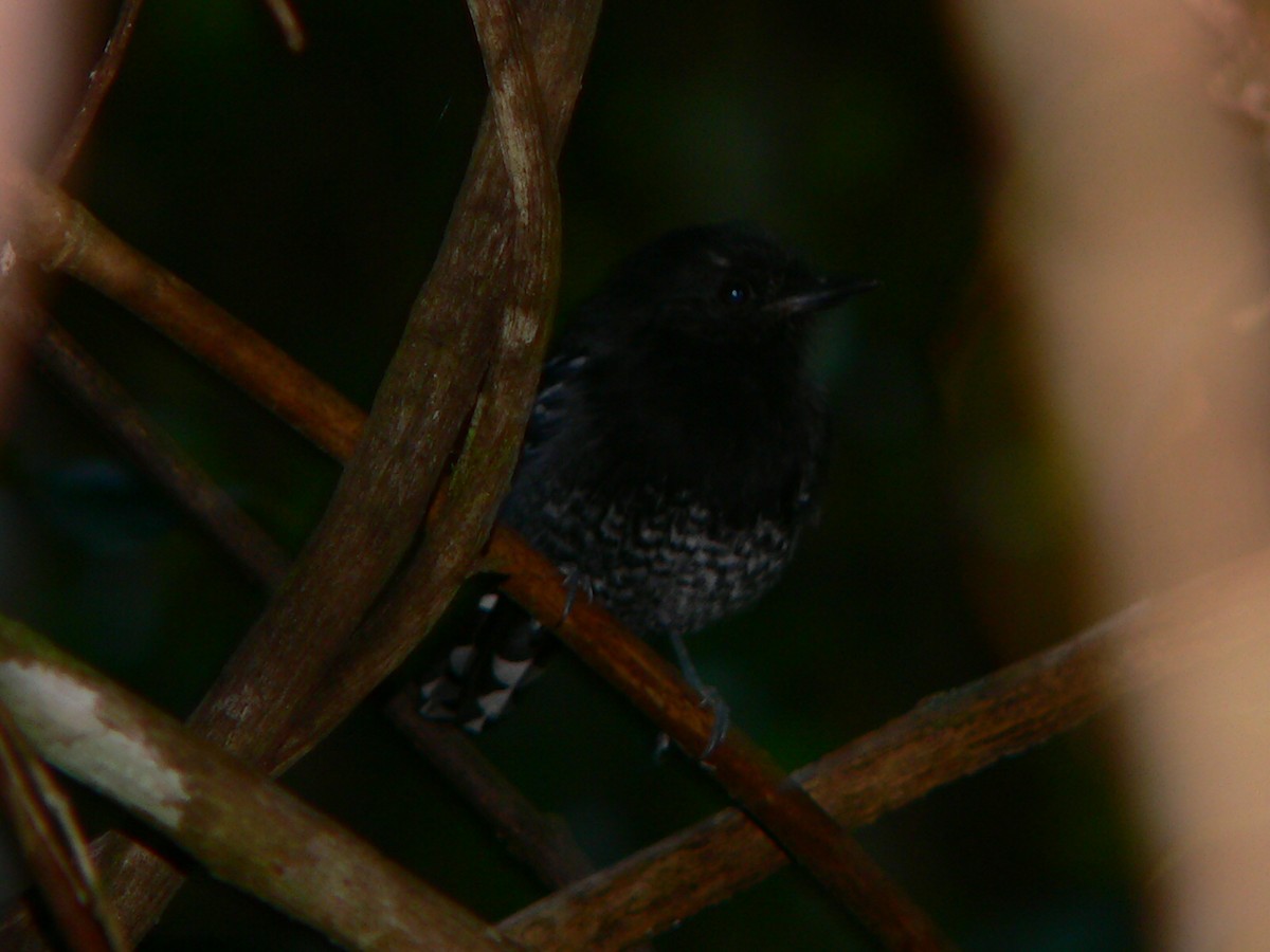 Variable Antshrike - Charley Hesse TROPICAL BIRDING