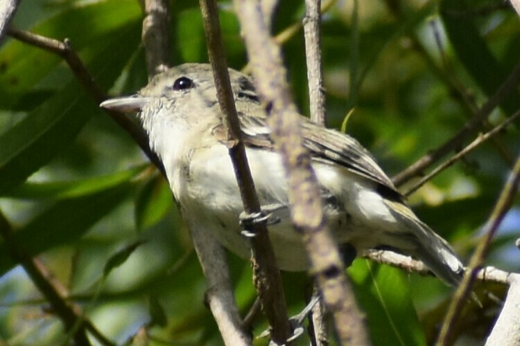 Bell's Vireo - ML612247813