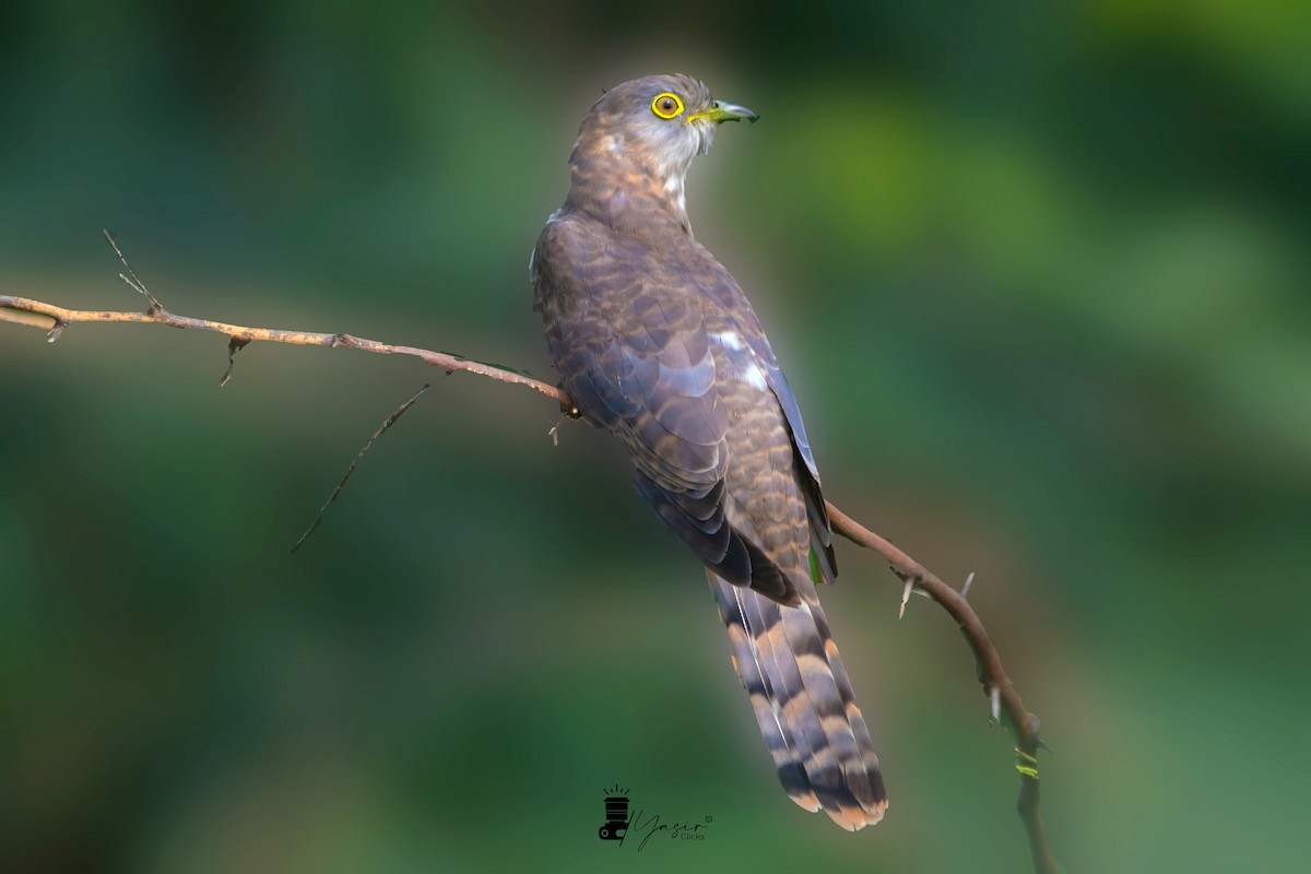 Common Hawk-Cuckoo - ML612247837