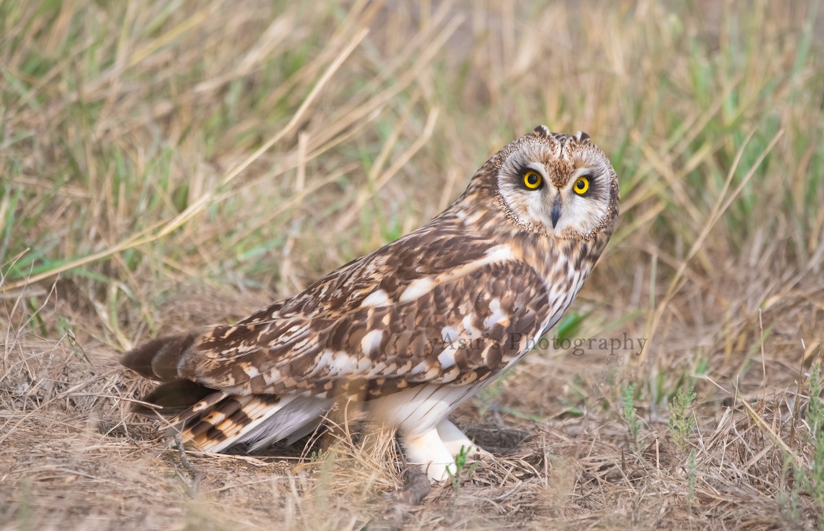 Short-eared Owl - ML612247867