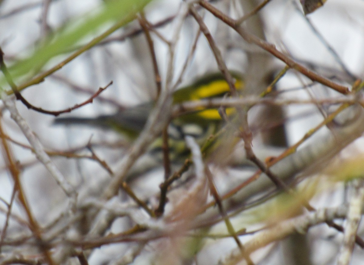 Townsend's Warbler - ML612247924