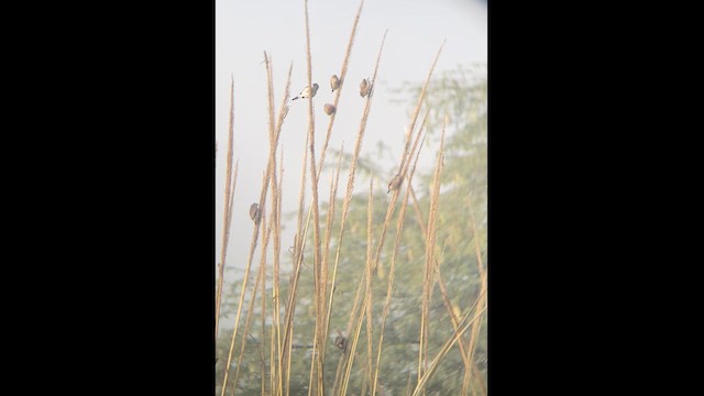 Indian Silverbill - ML612247965