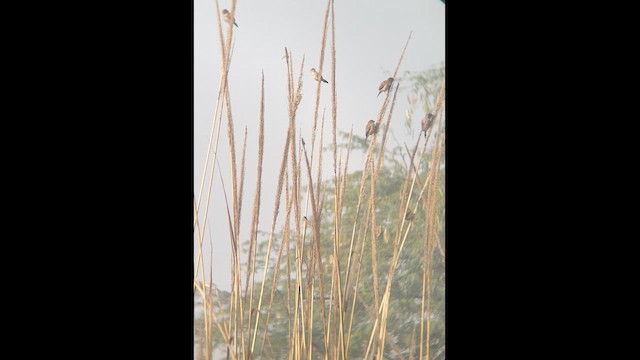 Indian Silverbill - ML612247966