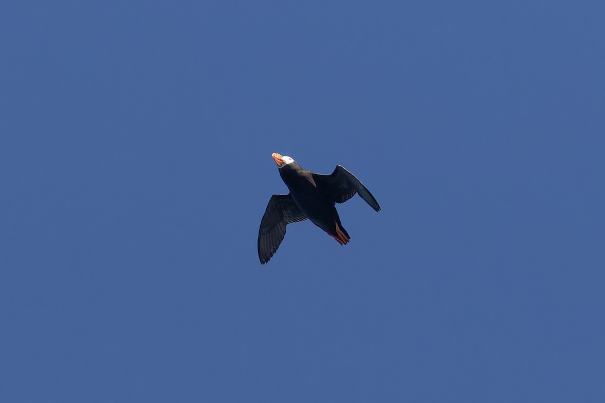 Tufted Puffin - ML612248039