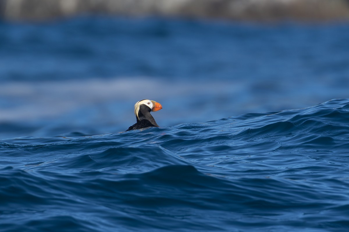 Tufted Puffin - ML612248040