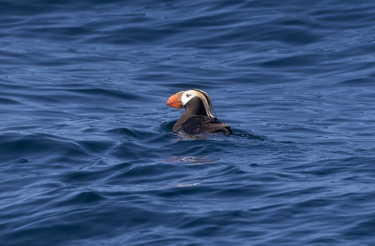 Tufted Puffin - ML612248041