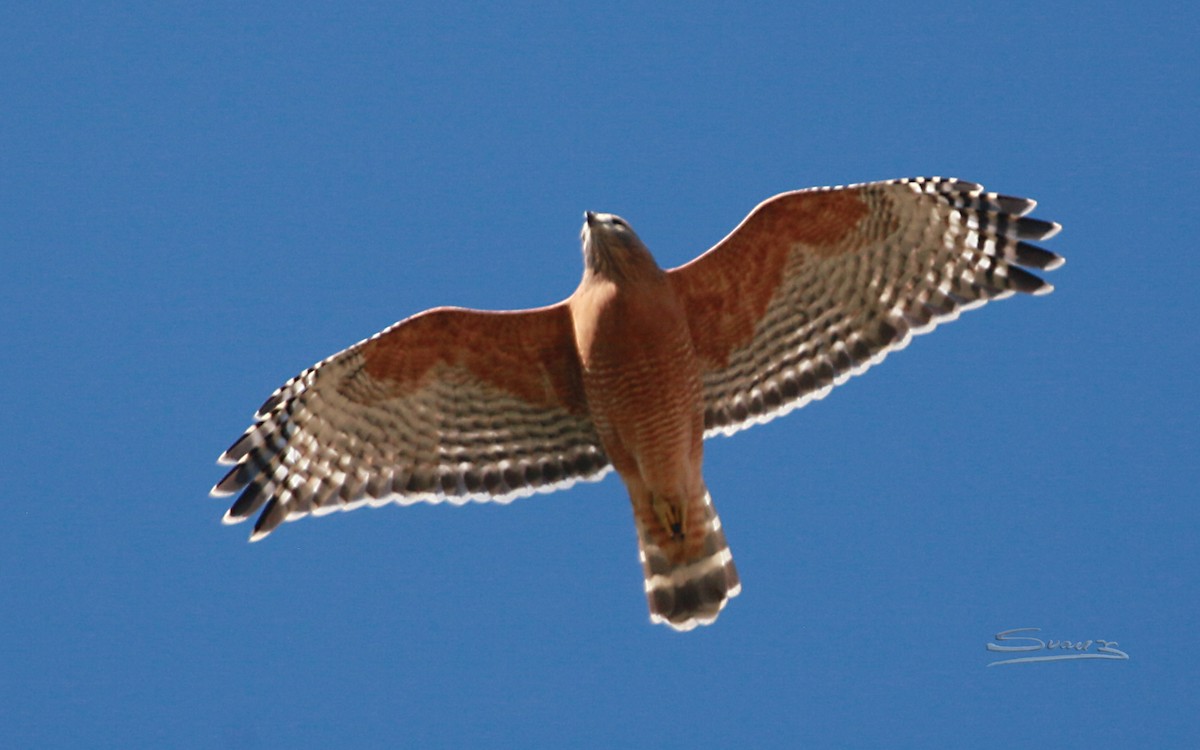 Red-shouldered Hawk - Karen Suarez