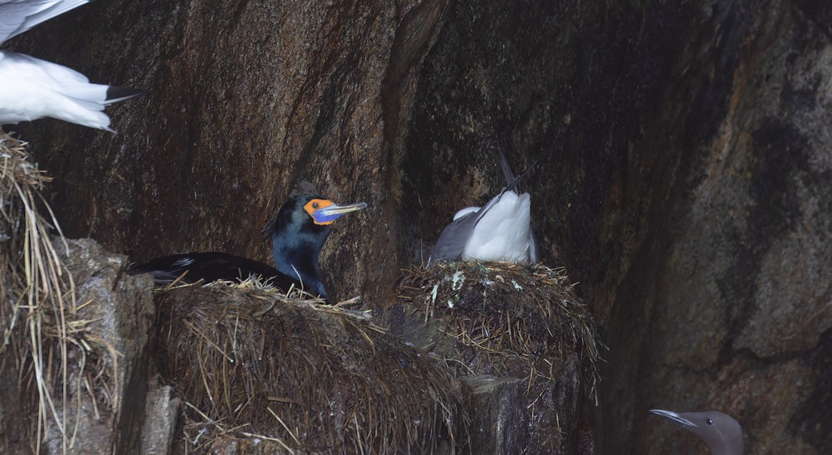 Red-faced Cormorant - Michael Todd