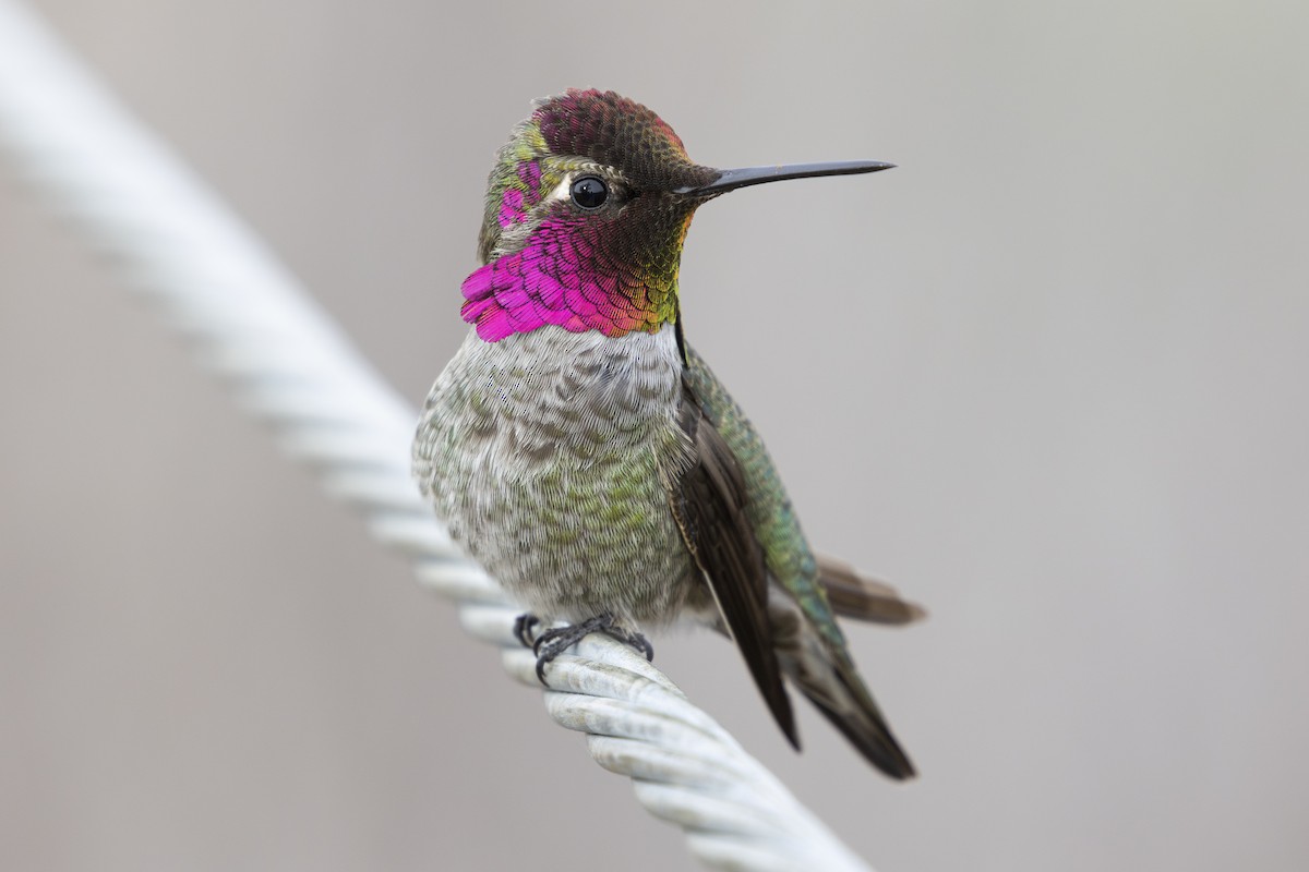 Anna's Hummingbird - Steve Abbott