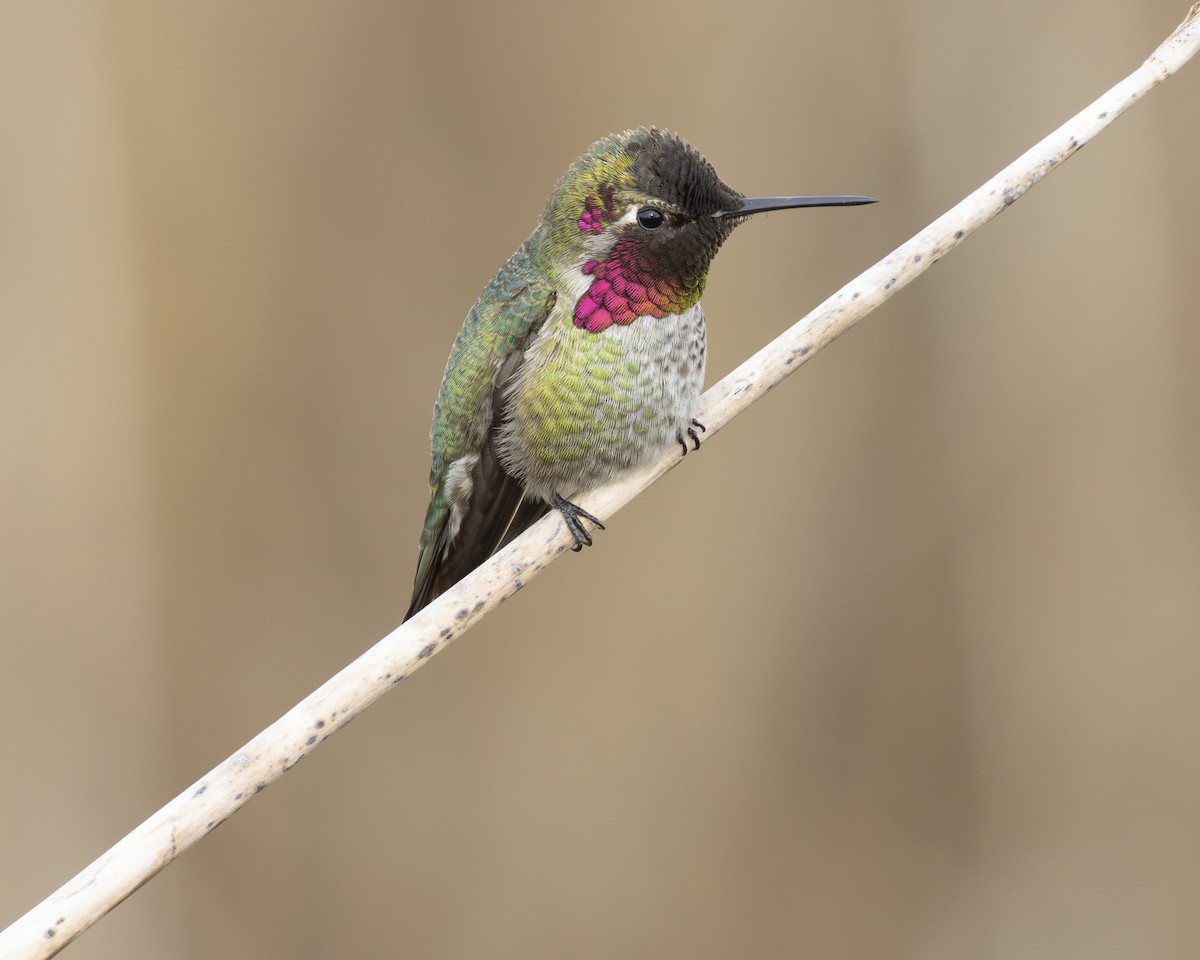 Anna's Hummingbird - Steve Abbott