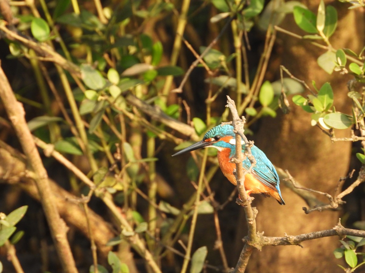 Common Kingfisher - ML612248177