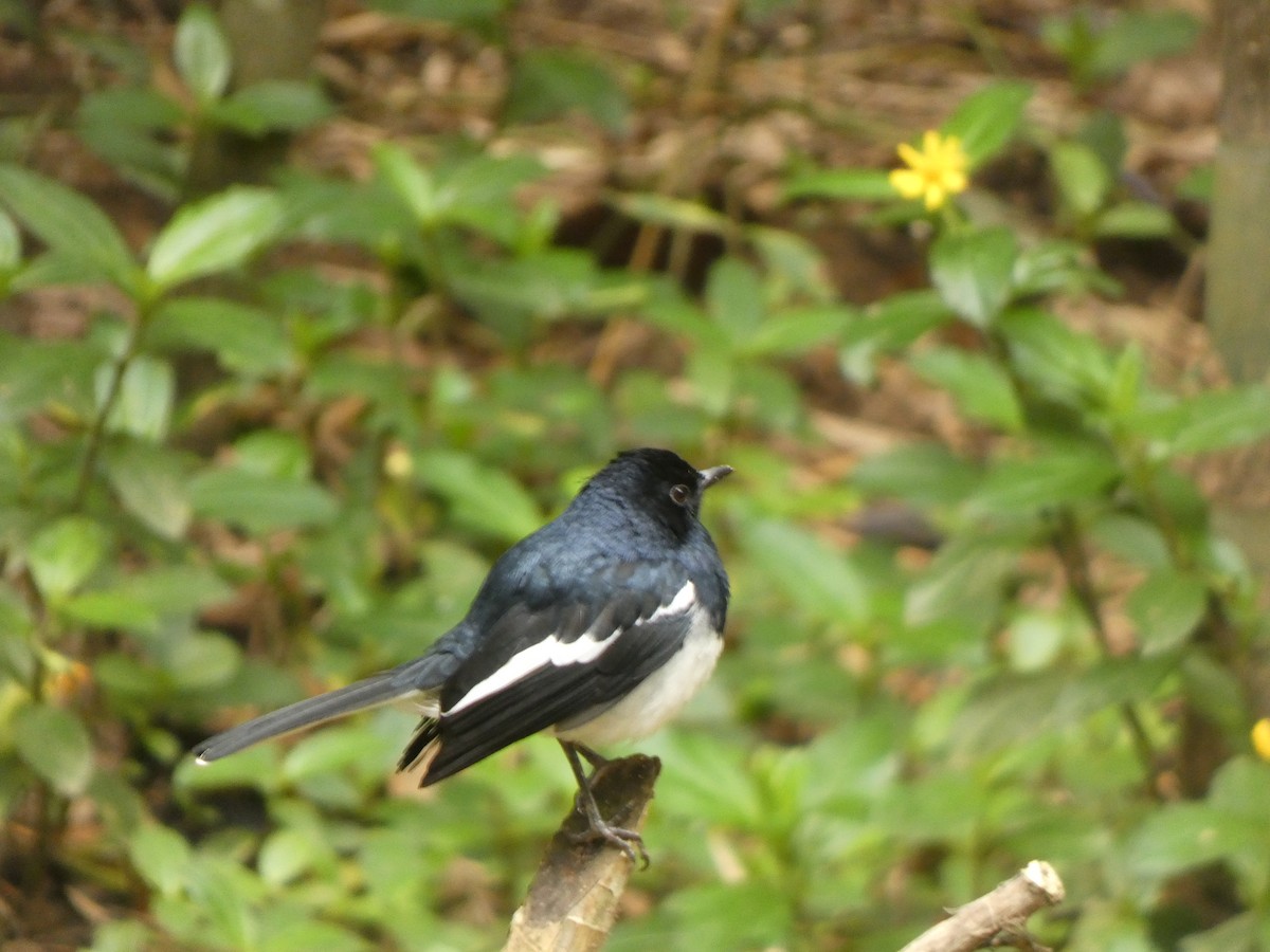 White-browed Wagtail - ML612248192