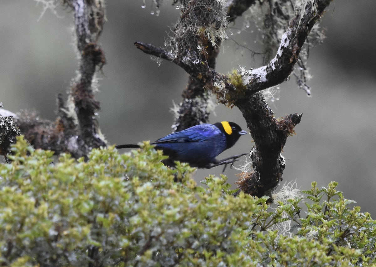 Yellow-scarfed Tanager - ML612248254