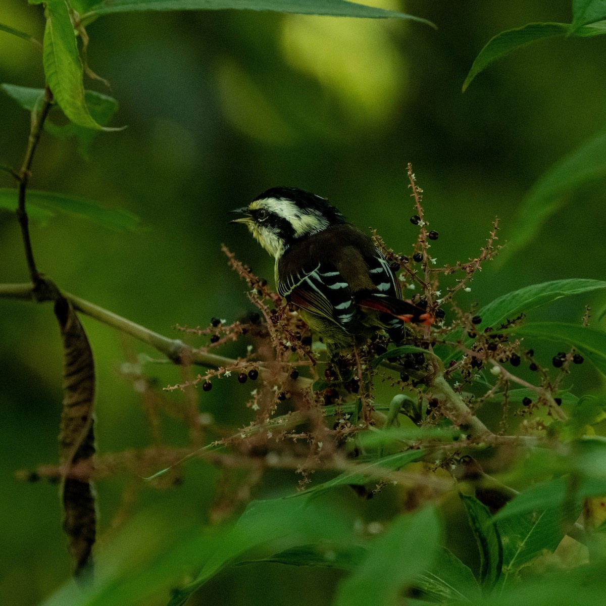 Red-tailed Minla - ML612248278